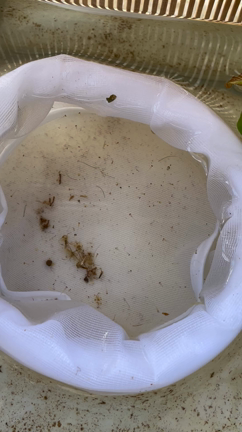 メダカのお世話。卵。の記事動画