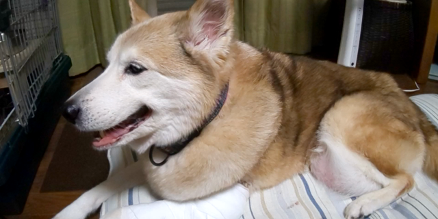 今日のくろちゃんの記事動画