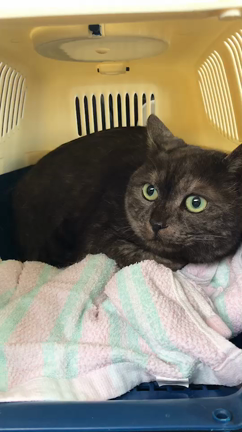 お腹の調子が治らず…病院に行ってきました。の記事動画