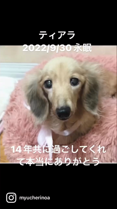 我が家の次女　ティアラが永眠の記事動画