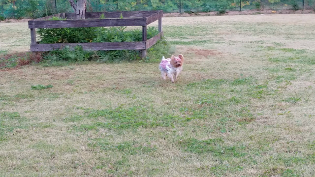 ツインリンクもてぎ 2日目 クッキー なっちゃん ルル日記