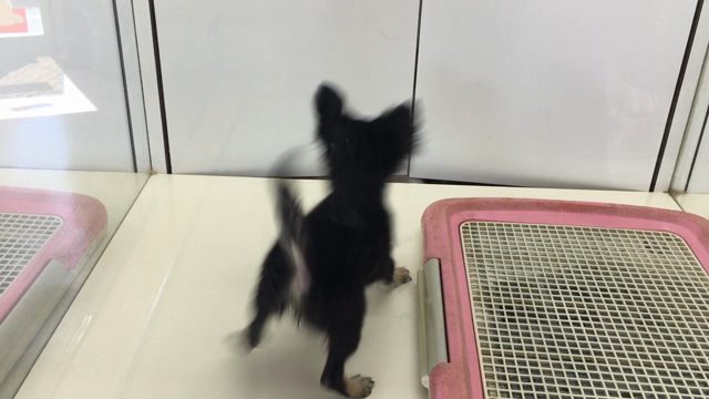 ブログ書くなら、アメブロ？LINEブログ？ワードプレス？の記事動画