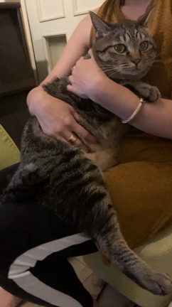 猫の便秘マッサージの記事動画