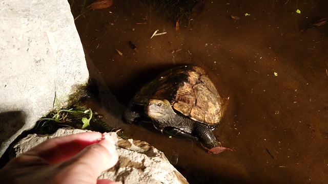 まだだ、まだ終わらんよ！の記事動画