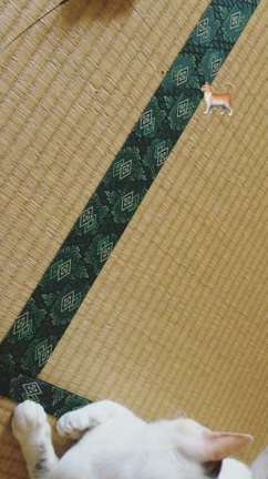 実家 に 帰らせていただきました。の記事動画