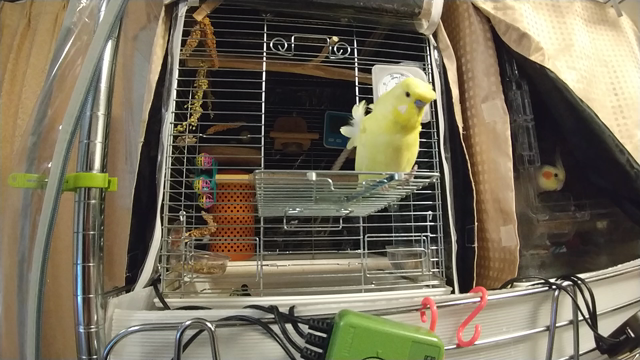 クーちゃんその後の記事動画