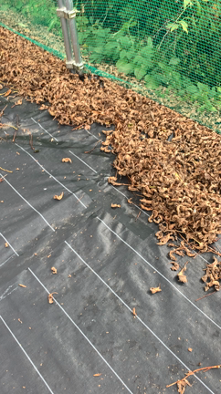 [動画有]ブロワーで農園の葉っぱを片付ける。の記事動画