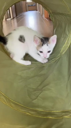 『白キジ子猫 』ハニミちゃん トライアル決定♡の記事動画