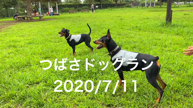 つばさドッグラン‼️の記事動画