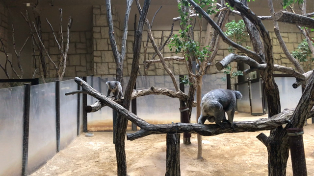 献血してきましたの記事動画