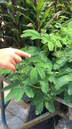 オジギソウ しんぼりファーム 川崎市幸区で直売をしている農家 地産地笑