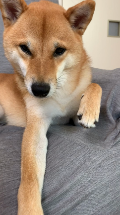 毛虫踏んだ まる ３ まるまるまる 柴犬まるとの毎日