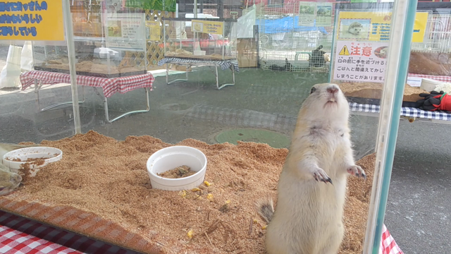 この指とまった！の記事動画