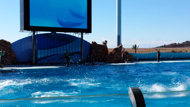 ☆和歌山　アドベンチャーワールド　イルカ編の記事動画