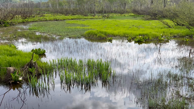 尾瀬ハイキング②の記事動画