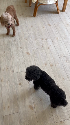 明白？ｗの記事動画