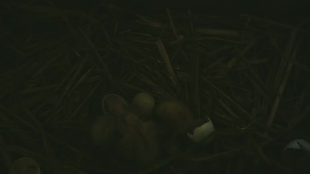 オカメインコの雛ちゃんの記事動画