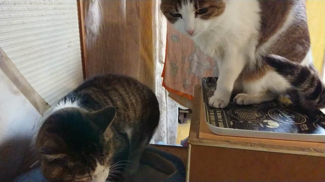 ケンカの記事動画