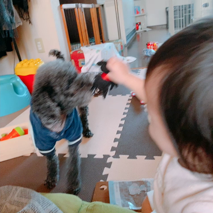 １歳児を接待するわんこの記事動画