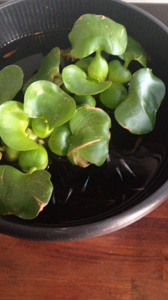 メダカは癒やし！の記事動画