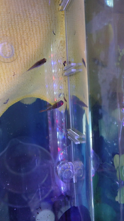 アクアリウム日記139 プラナリア退治 食べる魚編 アクアリウム日記 アピとコリ時々浮気