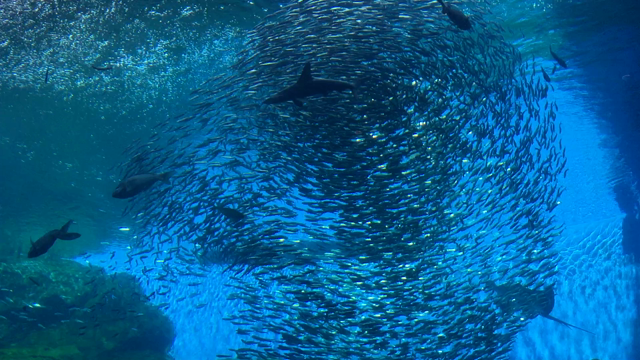 水族館って癒される〜〜の記事動画