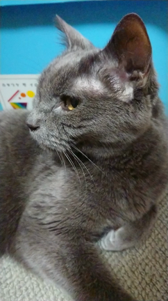 ハピバ！ちゃぷ爺の記事動画