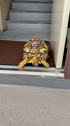 どこでも行けるマン。の記事動画