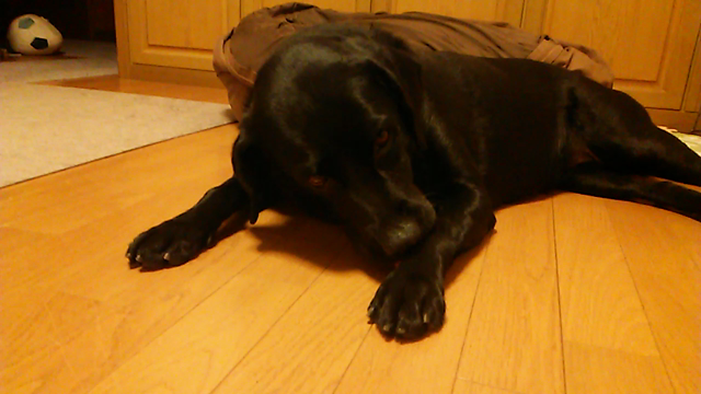 にゃんこ先生の記事動画