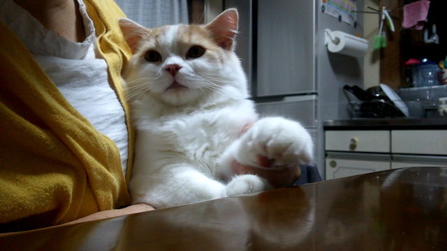 にゃんこ動画(=ﾟωﾟ=)の記事動画
