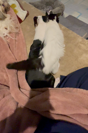 猫を保護しました！の記事動画