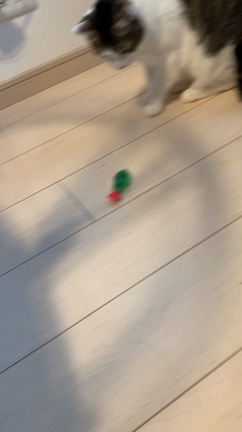 【猫用おもちゃ・魚ロボット】に見る犬猫それぞれのリアクションの記事動画