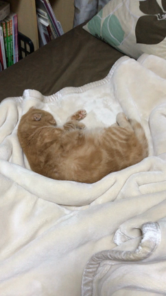 暑いのか寒いのか？の記事動画