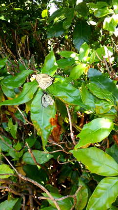 本日のお散歩★★★の記事動画