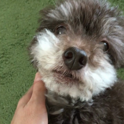 11月のおやすみと犬自慢の記事動画