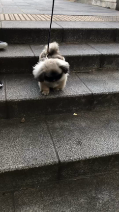 ペキ郎くん公園デビューの巻。の記事動画