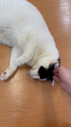 おにちゃん日記の記事動画