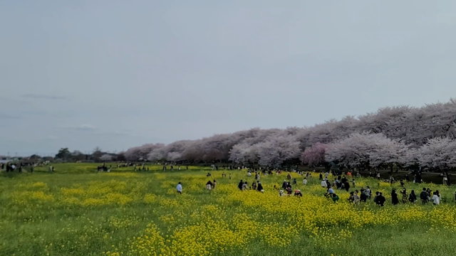 桜めぐり…の記事動画