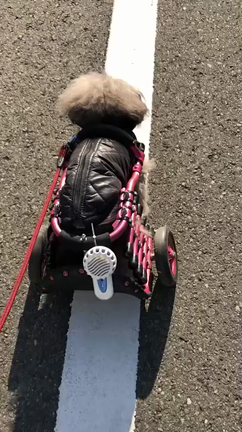 頑張ってたフラニの記事動画