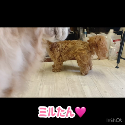 ⸜7/8 ★ お客様わんちゃんのご紹介⸝の記事動画