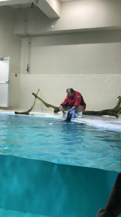 GWデート❤️鳥羽水族館-②の記事動画