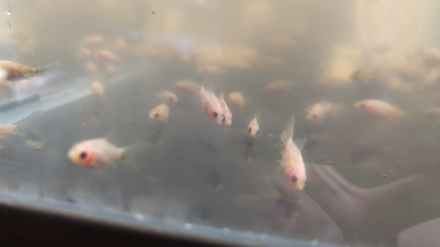 本日の営業の記事動画