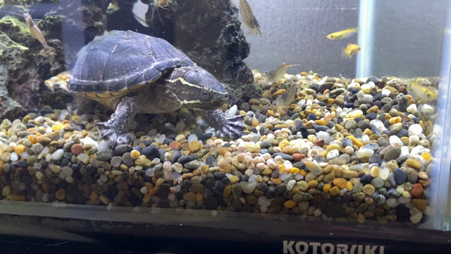 水換えの記事動画