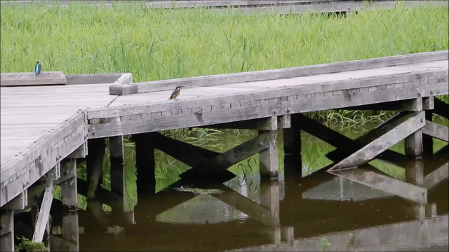 2020 二宮せせらぎ公園のハスの花と厳島湿生公園のカワセミ！の記事動画