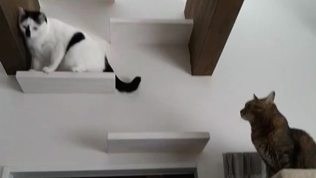 スーパーねこの日  勇気をだしたよの記事動画