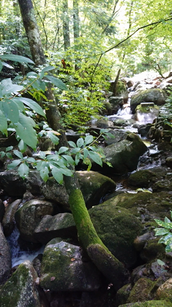オフはプリンセス気分でランチ(^_^)vの記事動画