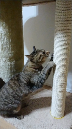 キャットタワーリフォームその後の記事動画