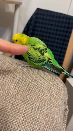 爪切りマスター 娘との愛しい日々