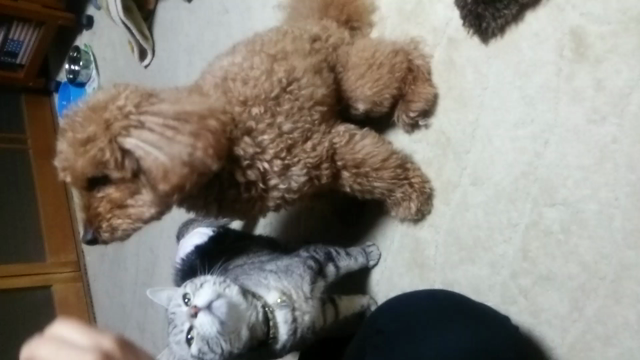 にゃぁにぁにゃあの中…あ・え・て(*´ω｀*)の記事動画