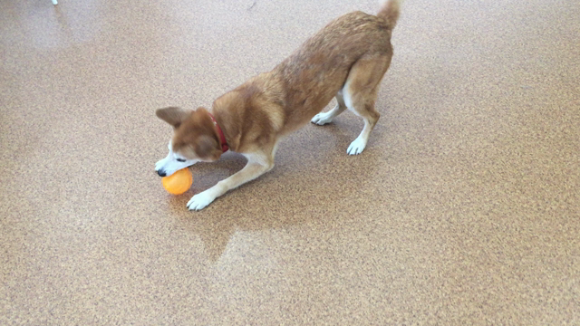 今日のぶーふっこ(^^)/♡チャトくん♪の記事動画